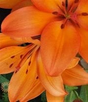 Orange L.A. Hybrid Lily