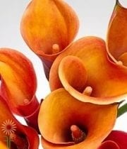 Orange Mini Callas