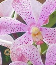 Light Pink Mokara Orchids