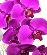 Purple Phalaenopsis Orchid Spray