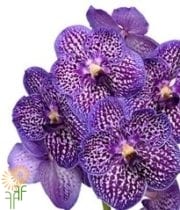 Purple Vanda Orchids (single Stem)