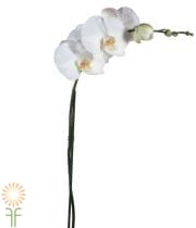 Phalaenopsis Orchids, Single Spikes (18 Plants)