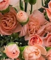 Peach Mini Carnations