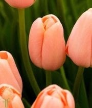 Peach Greenhouse Tulips