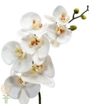 White And Yellow Phalaenopsis Orchid Spray