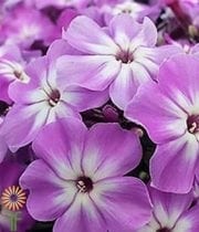 Lavender Phlox