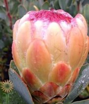 Peach Grandicolor Protea