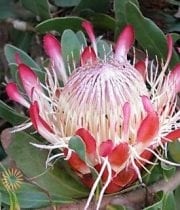 Pink Sugar Bush Protea