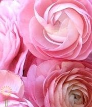 Light Pink Elegance Ranunculus