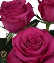 Magenta Roseberry Roses
