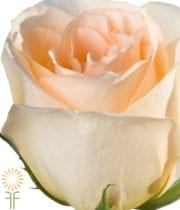 Peach Versilla Roses