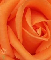 Orange VooDoo Roses