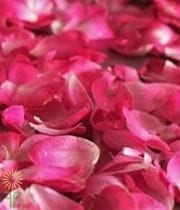 Hot Pink Rose Petals