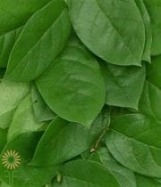 Salal (Lemon Leaf) Greenery, Case