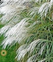 Silver Feather Grass
