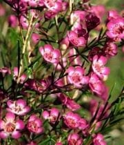 Hot Pink Waxflower