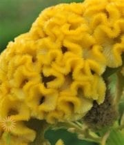 Yellow Coxcomb Celosia