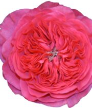 Hot Pink Baronesse Garden Roses