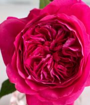 Pink Capability Garden Roses