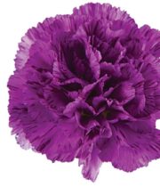 Purple Striped Moonstrike Carnations