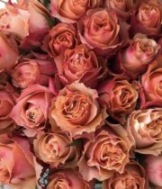 Peach Carpe Diem Roses