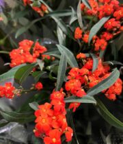 Orange Fulgens Euphorbia