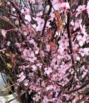 Pink Flowering Cherry Branches