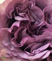 Lavender Dolcetto Garden Roses