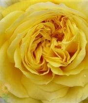 Yellow Toulouse Lautrec Garden Roses