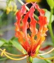 Orange Gloriosa Lily, Tall (import)