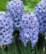 Light Blue Hyacinth