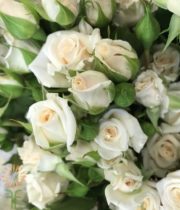 White Jeanine Spray Roses