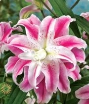 Pink Sweet Rosie Double Oriental Lily