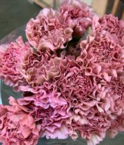 Dusty Pink Specialty Lege Carnations
