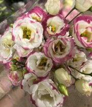 White And Pink Lisianthus