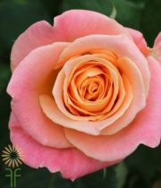 Peachy Pink Miss Piggy Roses