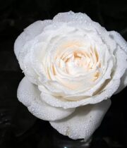 White Princess Miyuki Garden Roses