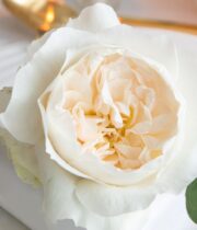 White Purity Garden Roses