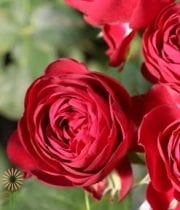 Red Garnet Gem Garden Spray Roses