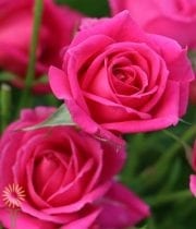 Hot Pink Quincy Spray Roses