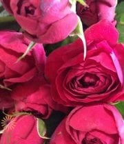 Red Ruby Gem Garden Spray Roses