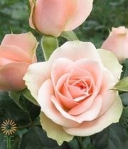 Peach Sara Spray Roses