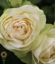 White Vanilla Lace Garden Spray Roses