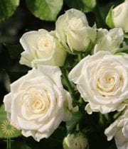 White Lady Spray Roses