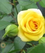 Yellow Babe Spray Roses
