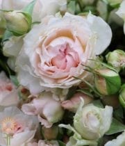 Blush Bridal Bouquet Spray Roses
