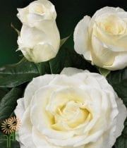 White Norma Jean Garden Roses