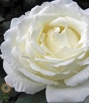 White Vitality Garden Roses