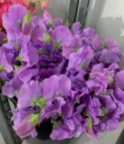 Lavender Sweet Peas (import)