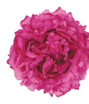 Pink Yves Piaget Garden Roses